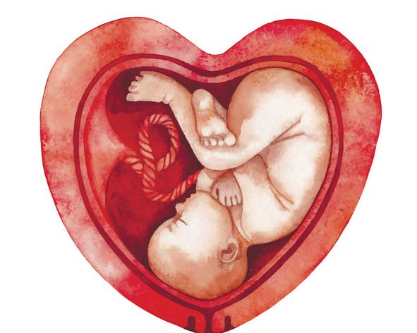 Entwicklung des Babys im Mutterleib